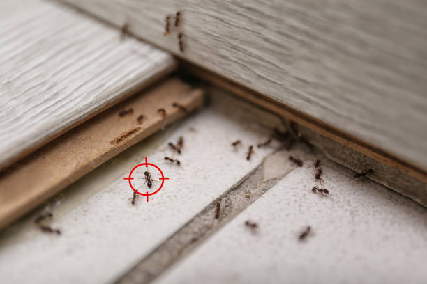 Best Termite Control Services  in Kansas City, MO