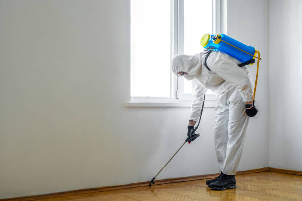 Best Flea Control Services  in Kansas City, MO