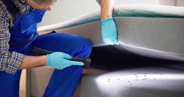 Wasp Removal Services in Kansas City, MO