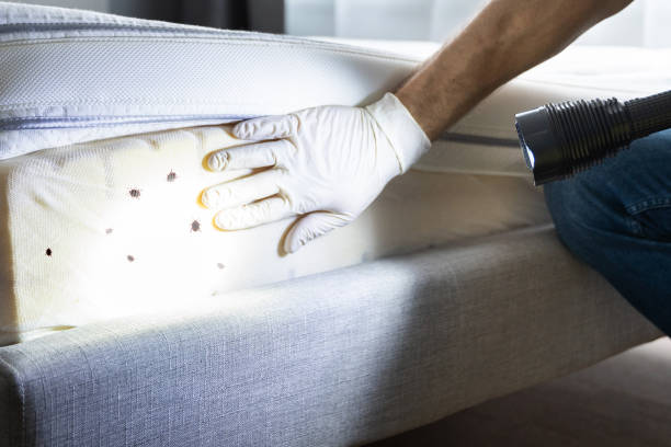 Best Affordable Pest Control Services  in Kansas City, MO