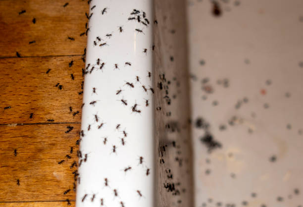 Best Affordable Pest Control Services  in Kansas City, MO