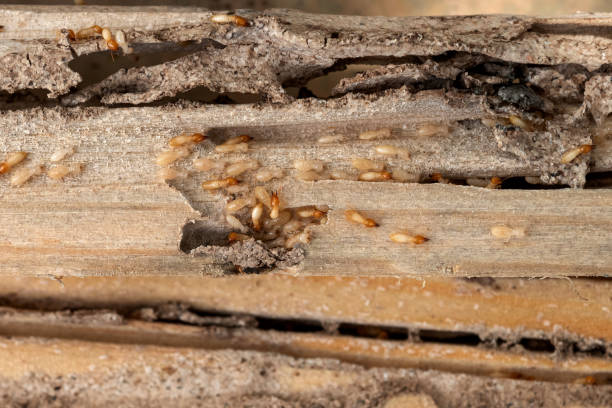 Best Pest Prevention Services  in Kansas City, MO