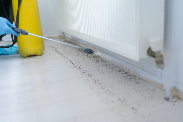 Flea Control Services in Kansas City, MO