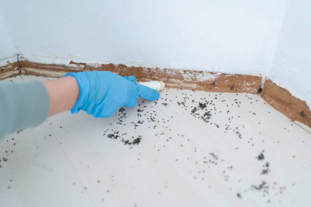 Best Termite Control Services  in Kansas City, MO